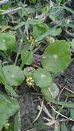 Image of whorled marshpennywort