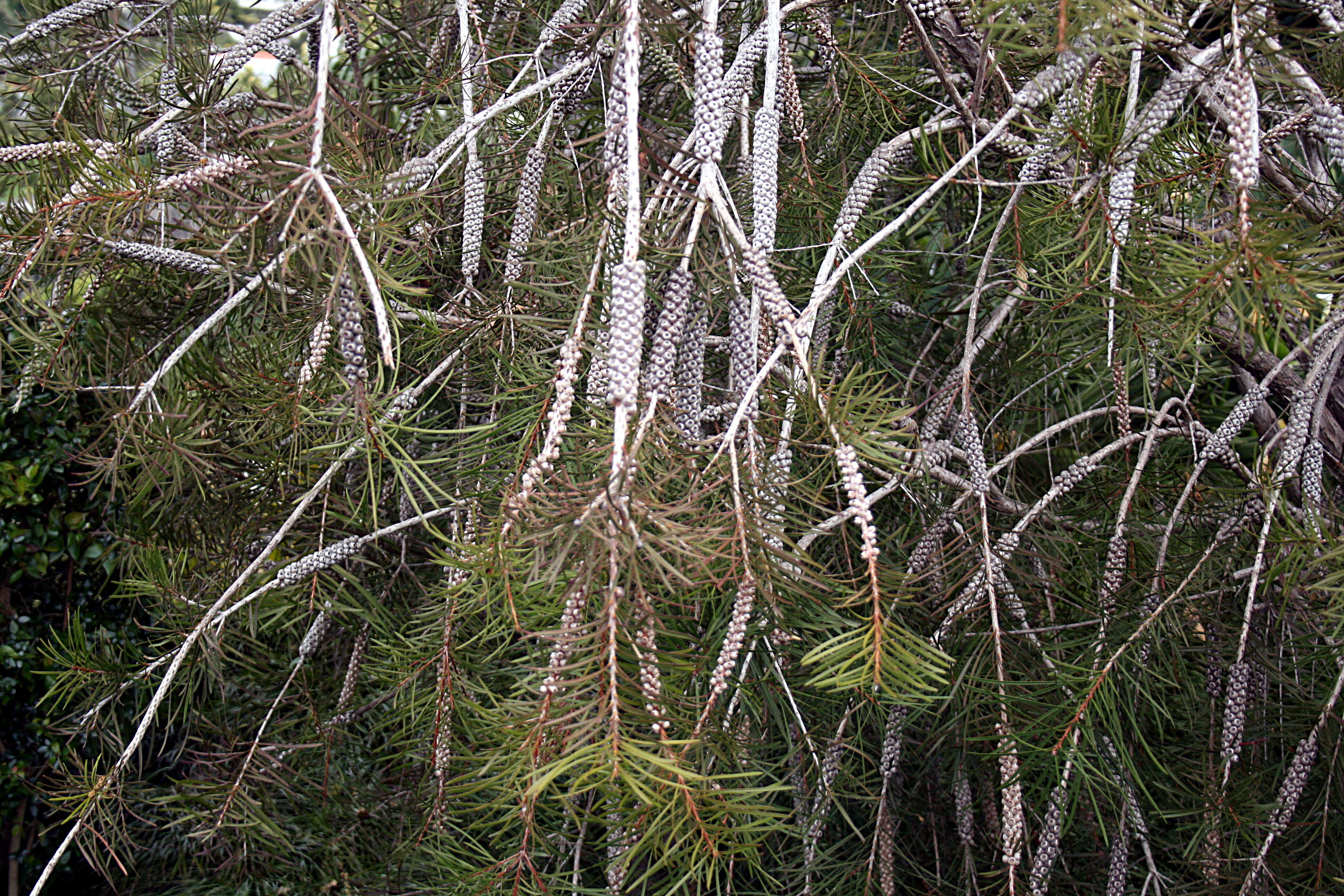 صورة Callistemon rigidus R. Br.