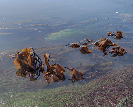 Image of Laminaria setchellii