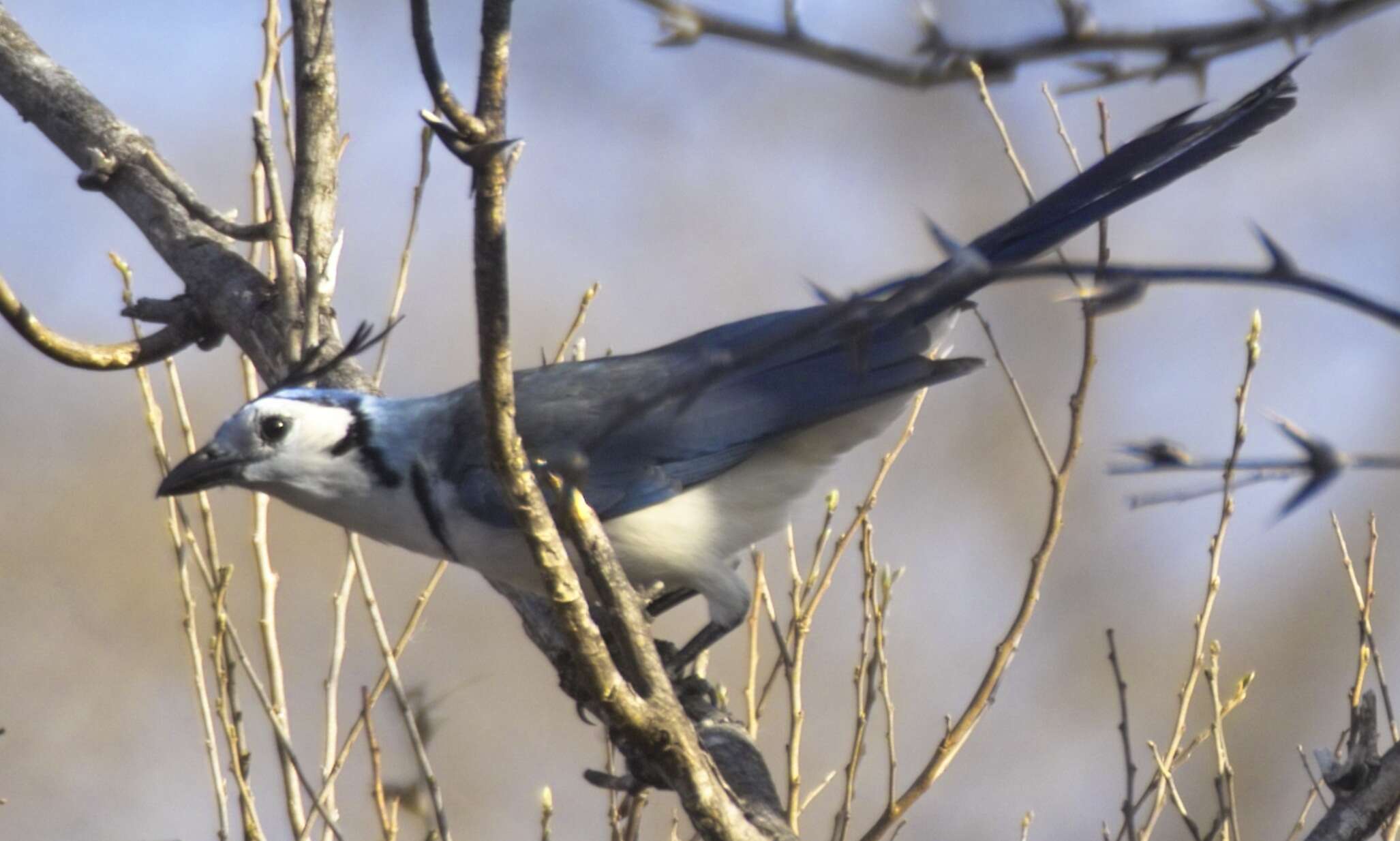 Image of Magpie-jay