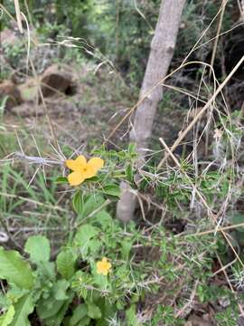 Image of Barleria holubii C. B. Cl.