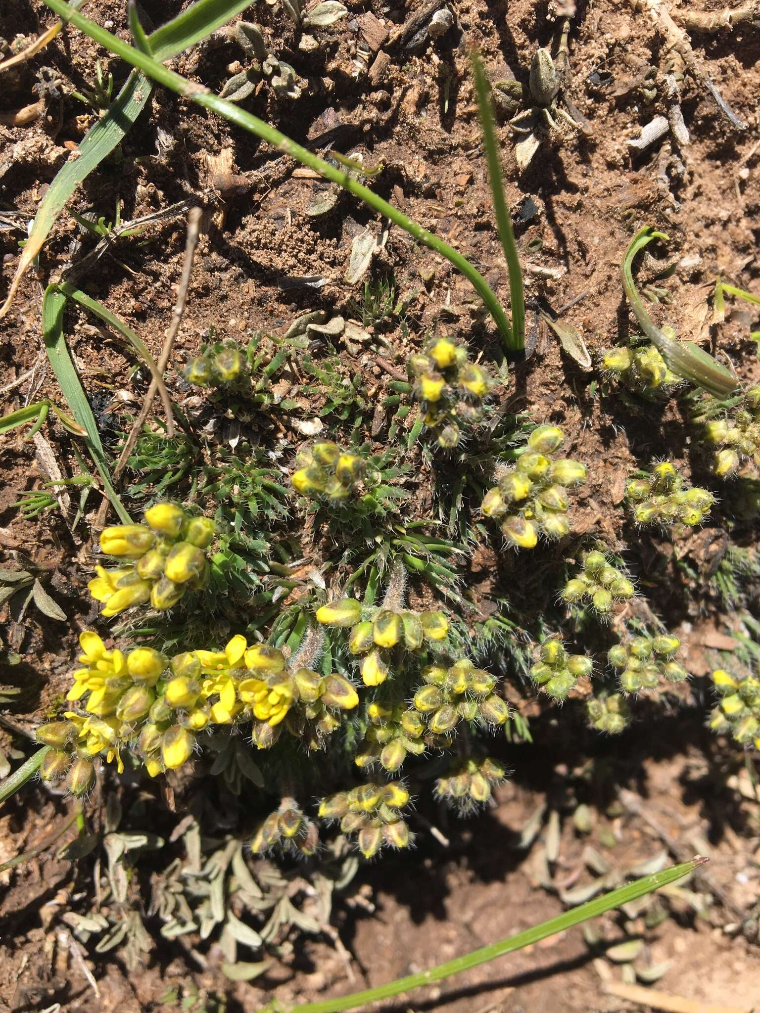 Image of Draba hispanica subsp. hispanica