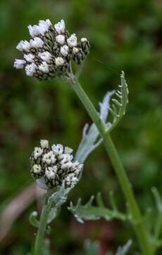 Image of Achillea clavennae L.