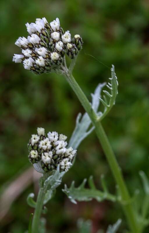 Achillea clavennae L. resmi