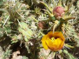 Image de Cylindropuntia acanthocarpa (Engelm. & J. M. Bigelow) F. M. Knuth