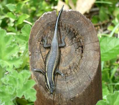 Image of Montane Speckled Skink