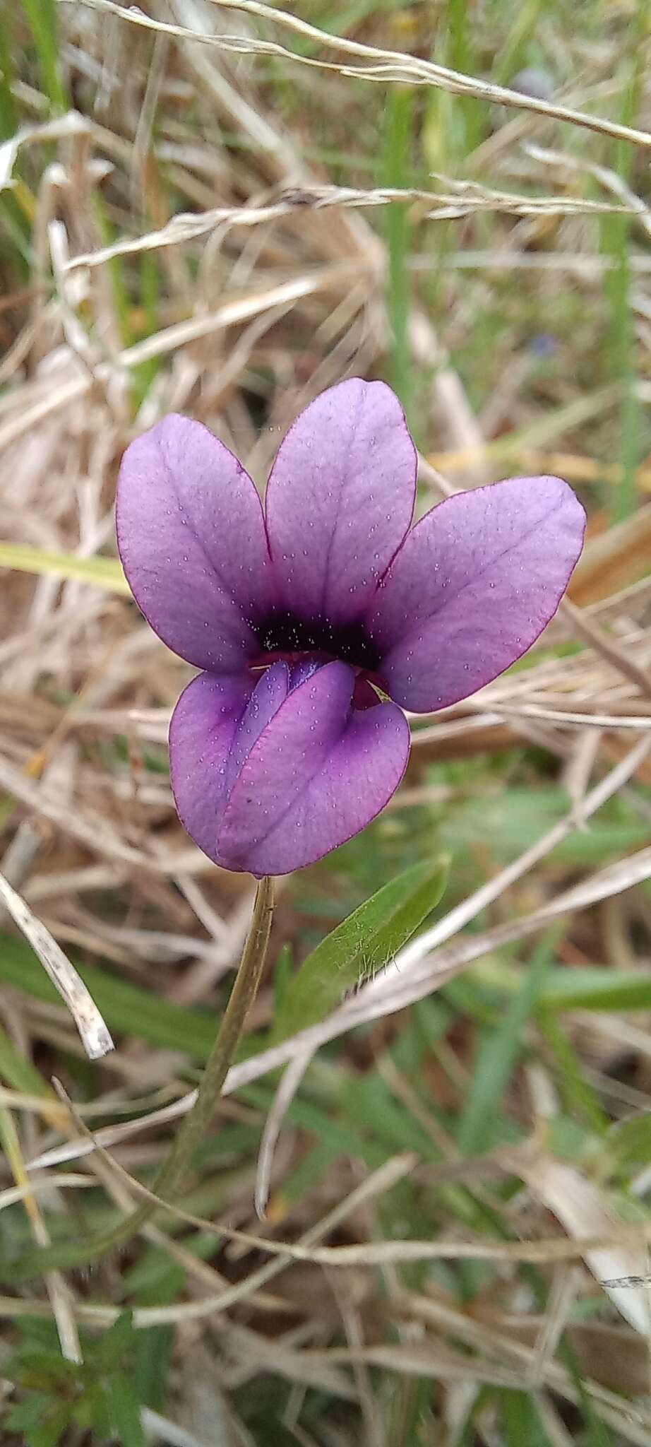 Image of Monopsis unidentata subsp. unidentata