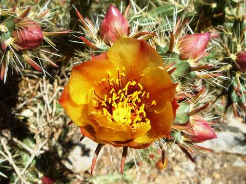 Imagem de Cylindropuntia acanthocarpa (Engelm. & J. M. Bigelow) F. M. Knuth