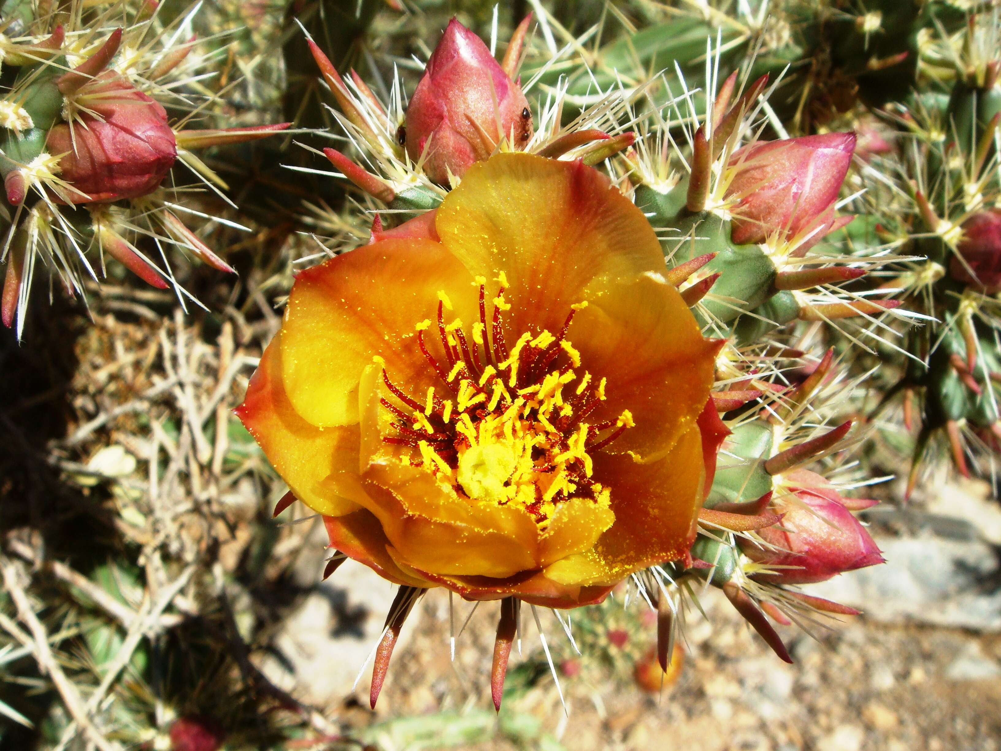 Imagem de Cylindropuntia acanthocarpa (Engelm. & J. M. Bigelow) F. M. Knuth