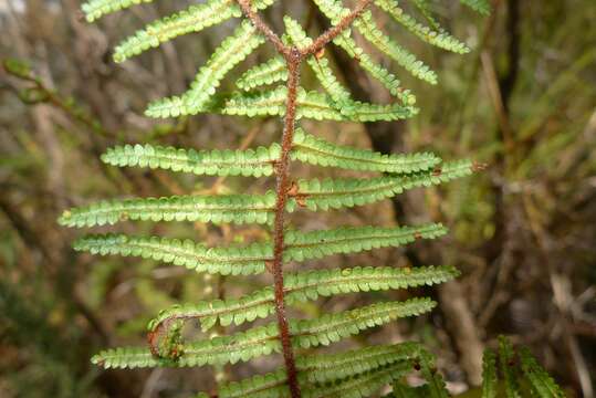 Image of Gleichenia microphylla R. Br.