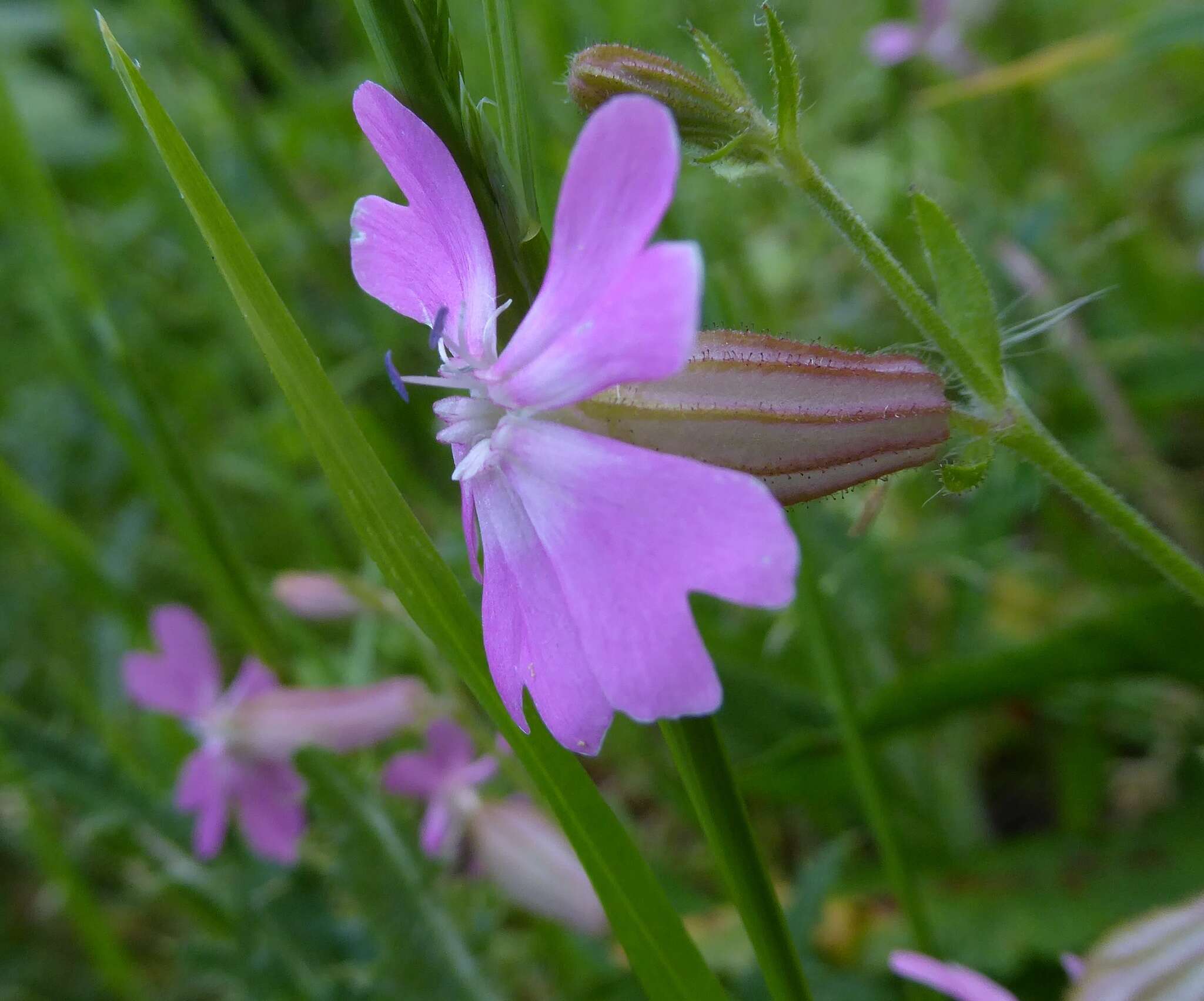 Image of nodding catchfly