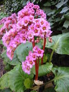 Image of Bergenia purpurascens (Hook. fil. & Thoms.) Engl.