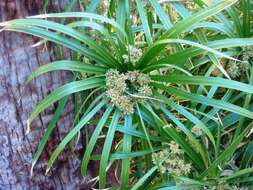 Sivun Cyperus alternifolius L. kuva