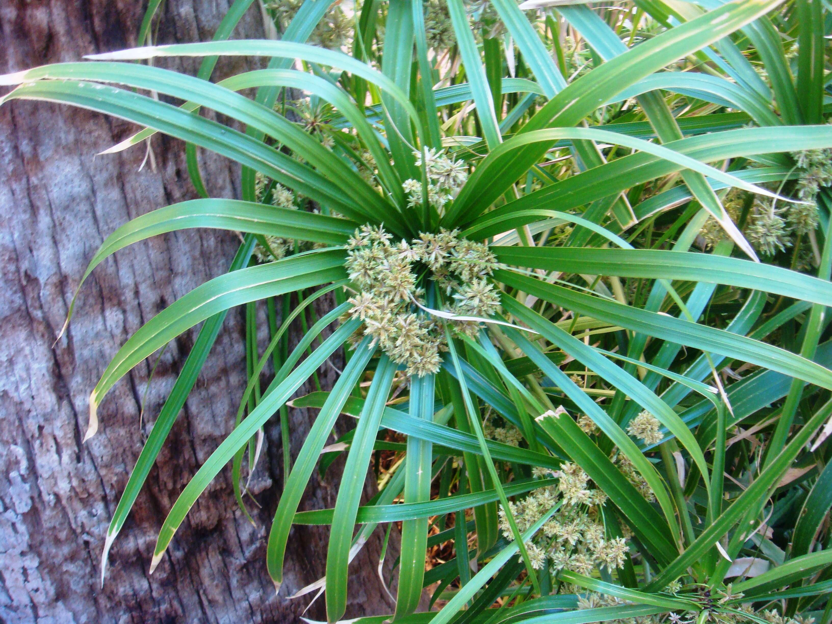 Sivun Cyperus alternifolius L. kuva