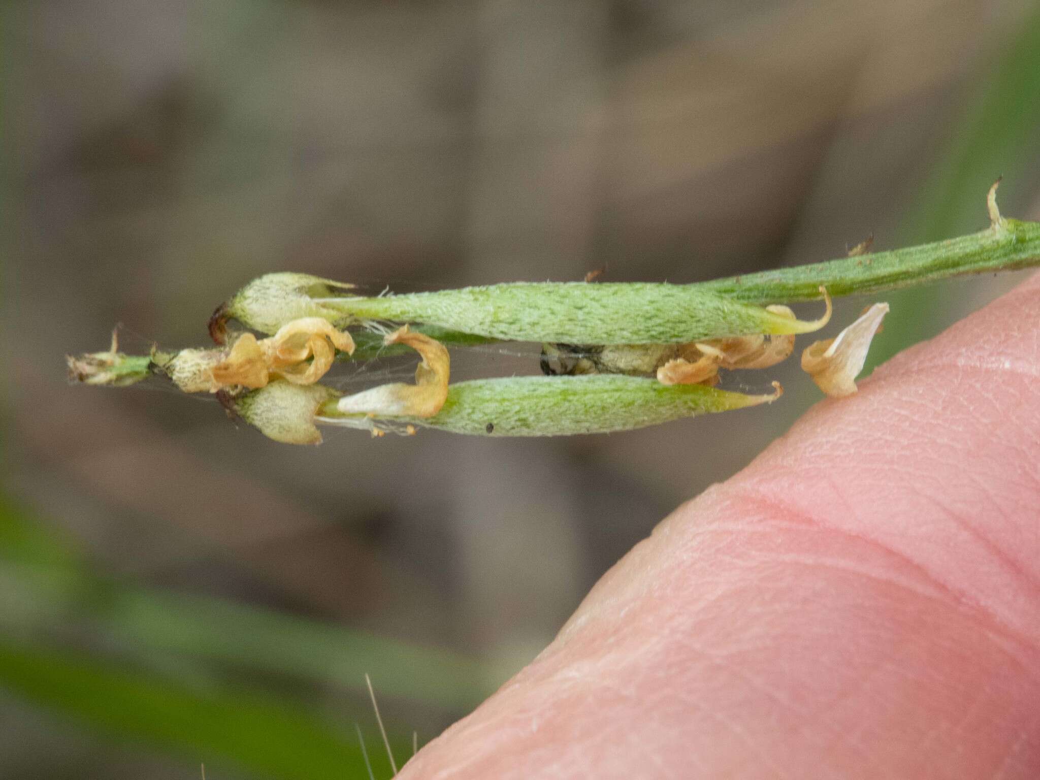 Image of Rusby's milkvetch