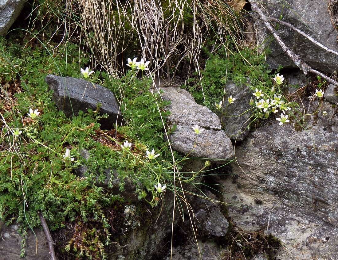 Imagem de Saxifraga aspera L.