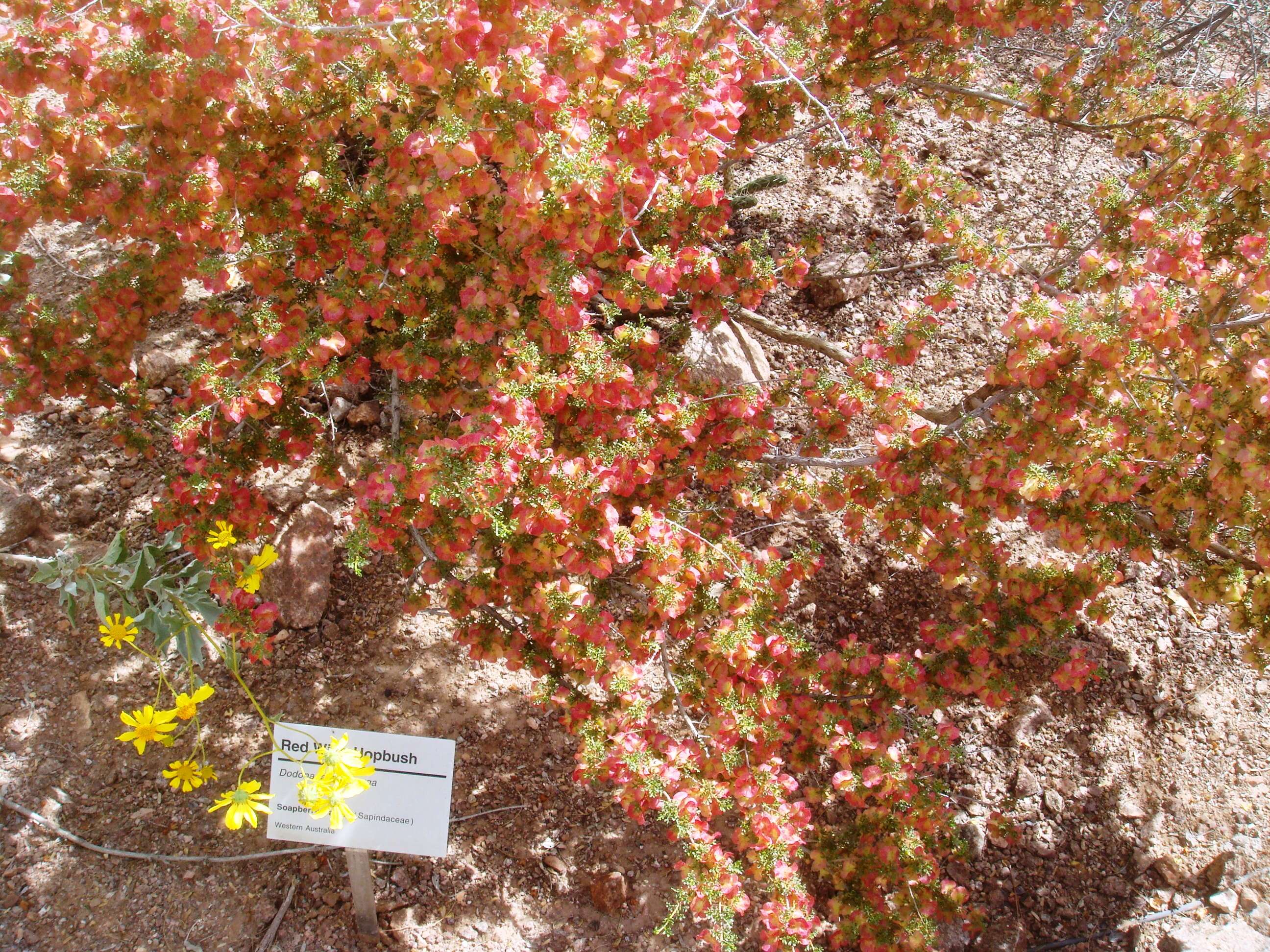 Image of Dodonaea microzyga F. Müll.