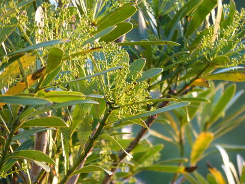 Image of Pseudopanax chathamicus Kirk