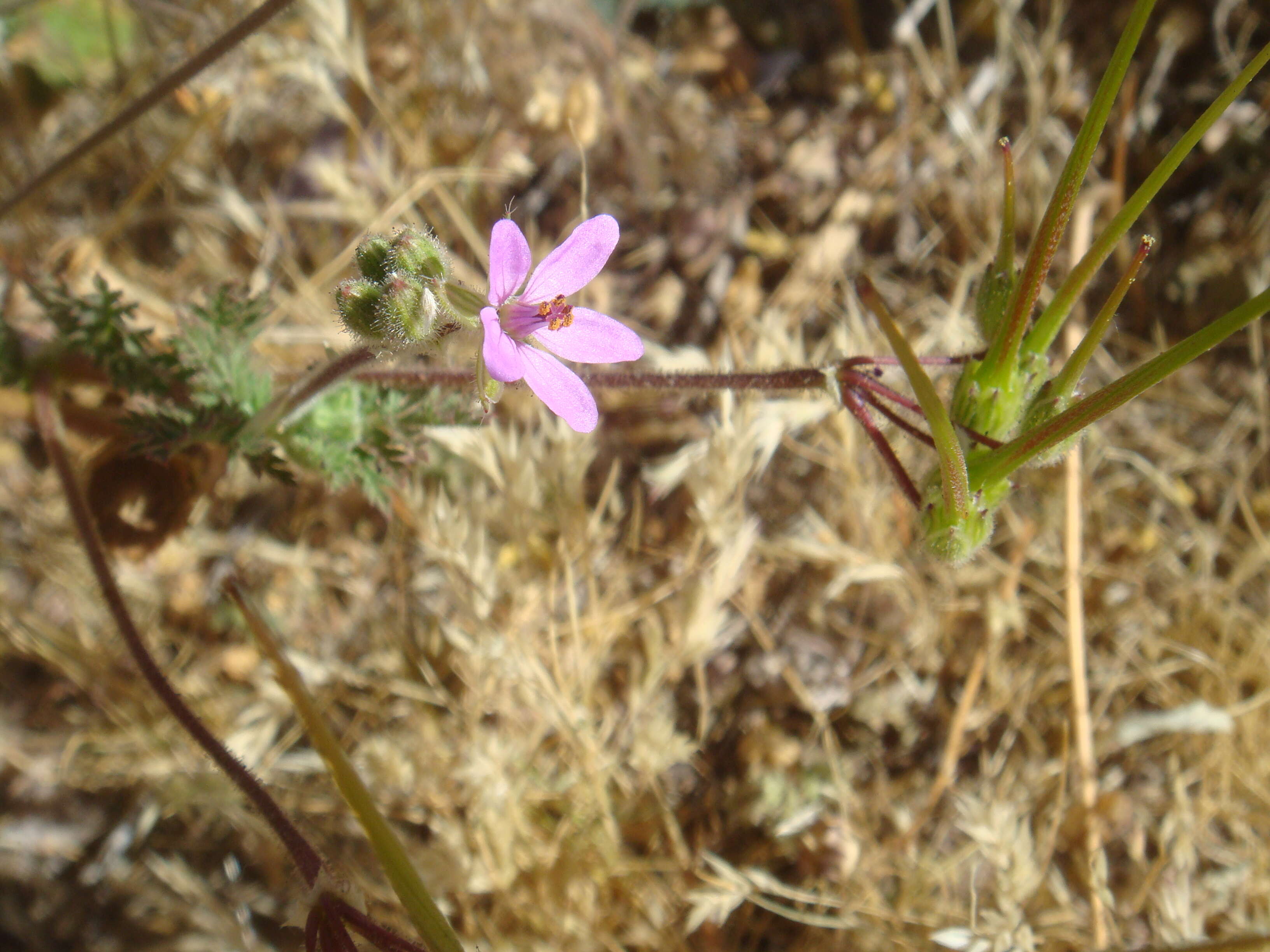 Image of Common Stork's-bill