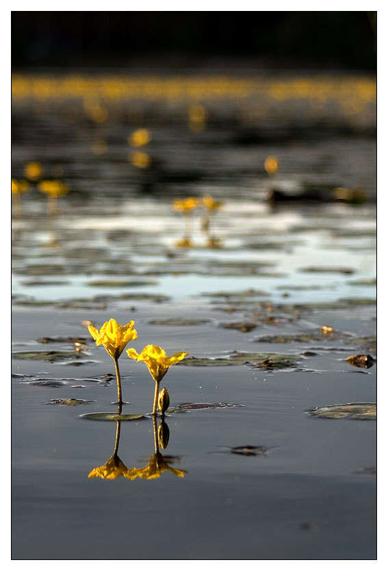 Image of yellow floatingheart