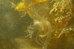 Image of fairy palm hydroid