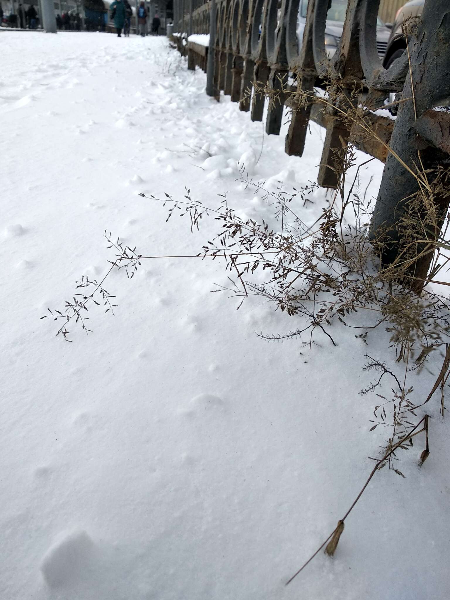 Image of Indian lovegrass