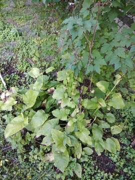 Image of Ligularia subsagittata Pojark.