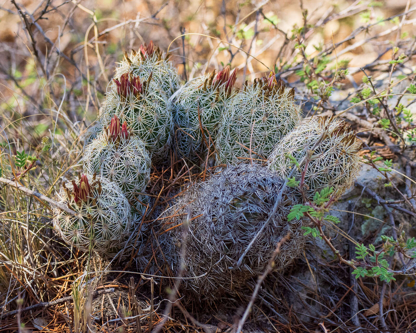 Image of Coryphantha potosiana (Jacobi) Glass & R. A. Foster