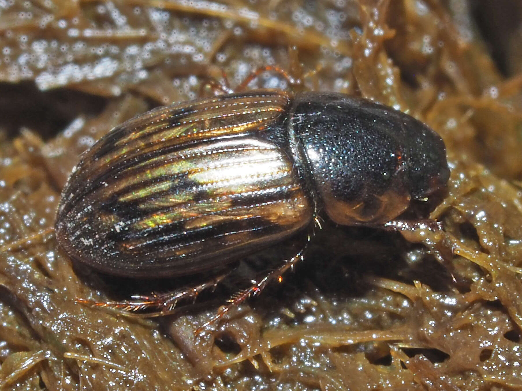 Image of Horse Dung Beetle