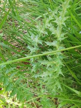 Слика од Carlina acaulis subsp. caulescens (Lam.) Schübl. & G. Martens