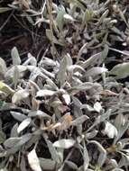 Image of sulphur-flower buckwheat