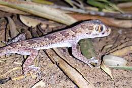 Image of Northern Elegant Gecko