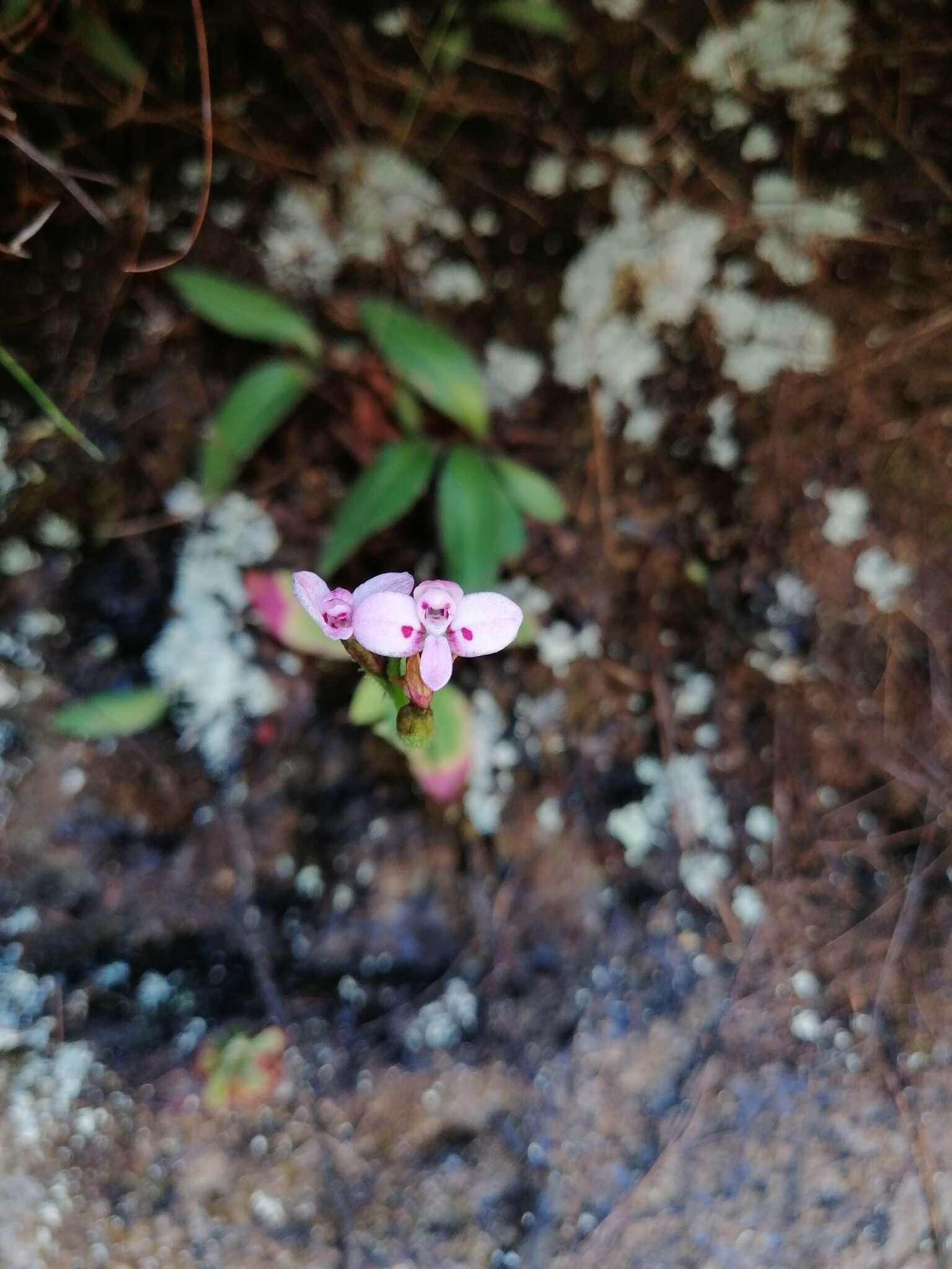 Disa glandulosa Burch. ex Lindl. resmi