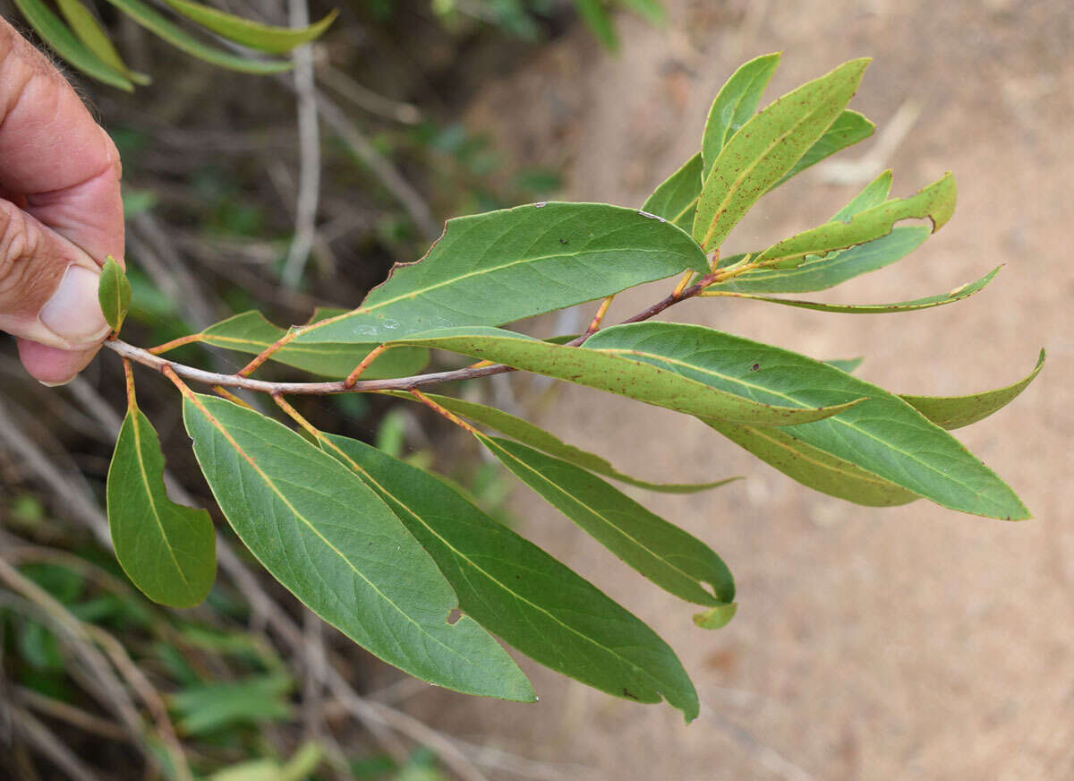 Image of Lophostemon grandiflorus subsp. riparius (Domin) P. G. Wilson & J. T. Waterhouse