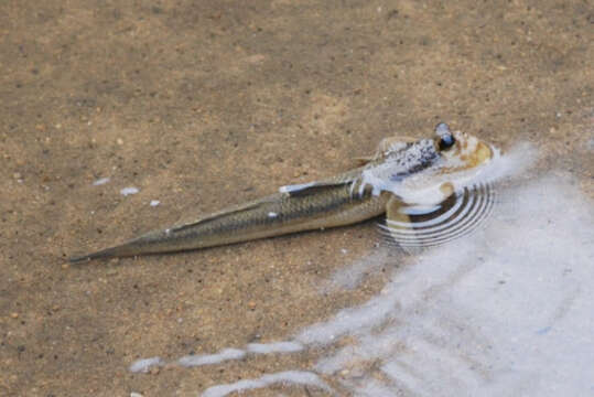 Image of Giant mudskipper