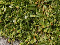 Image of Skiatophytum tripolium (L.) L. Bol.