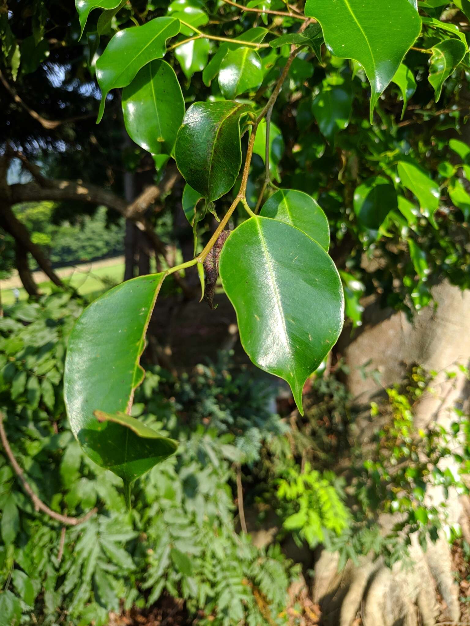 Image de Ficus benjamina L.