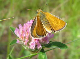 Image of lulworth skipper