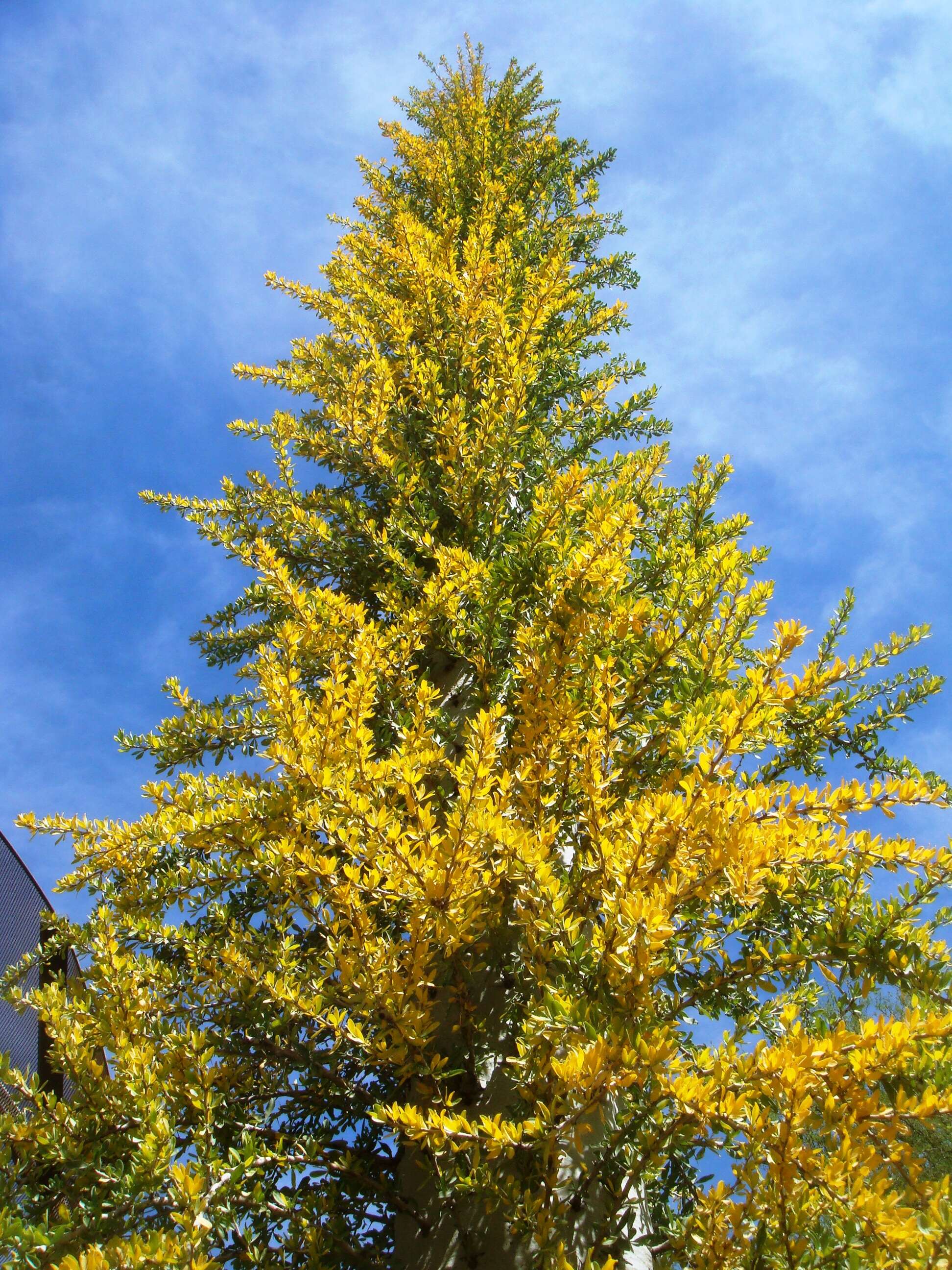 Image of boojum tree