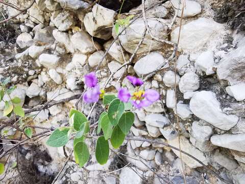 Image of Mascagnia lilacina (S. Wats.) Nied.