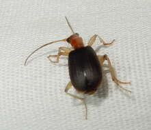 Image of Brachinus (Neobrachinus) adustipennis Erwin 1969