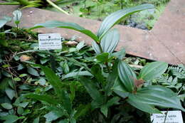 Image of Aeschynanthus radicans Jack