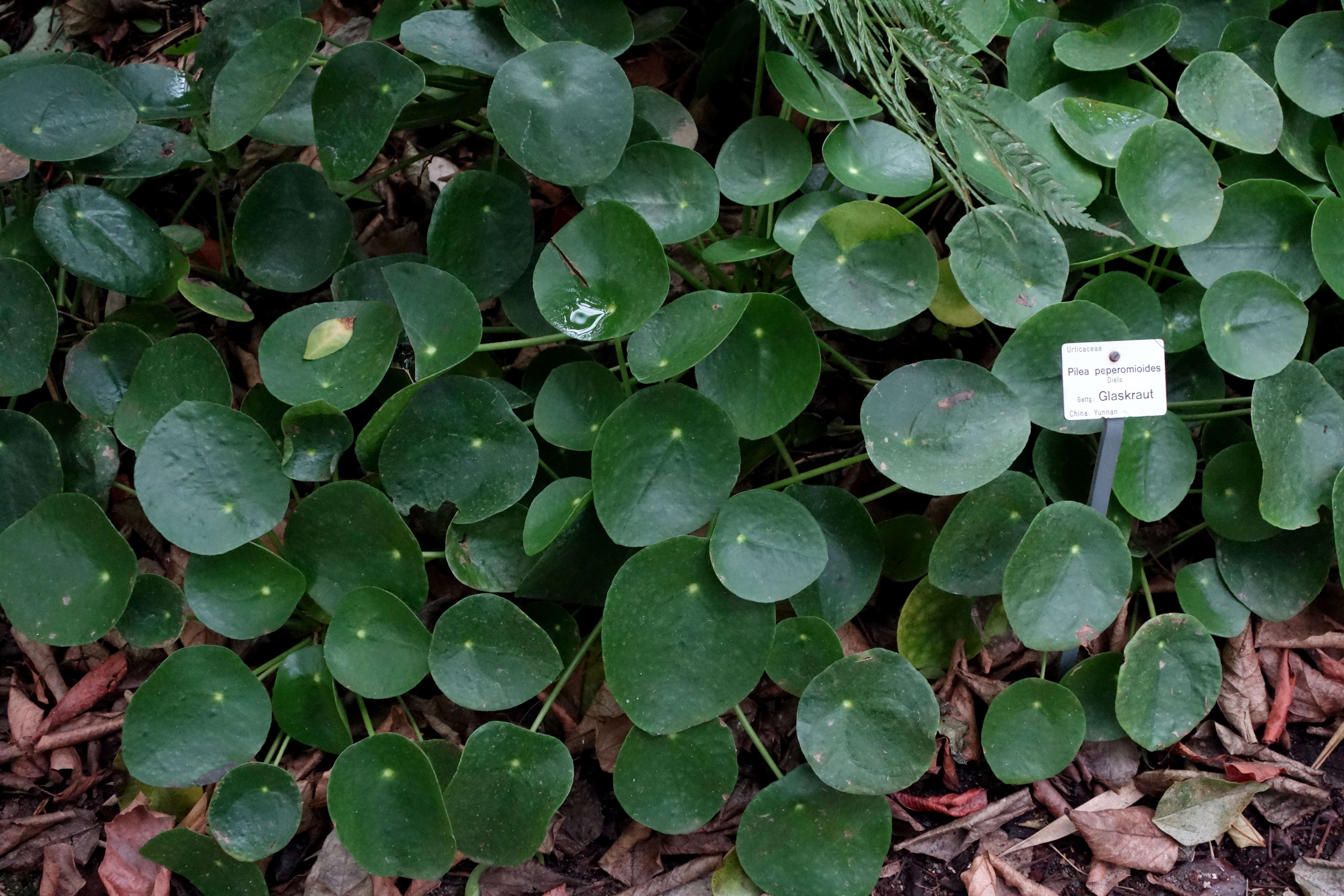 Image of Chinese money plant