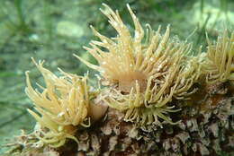 Image of grass crack anemone