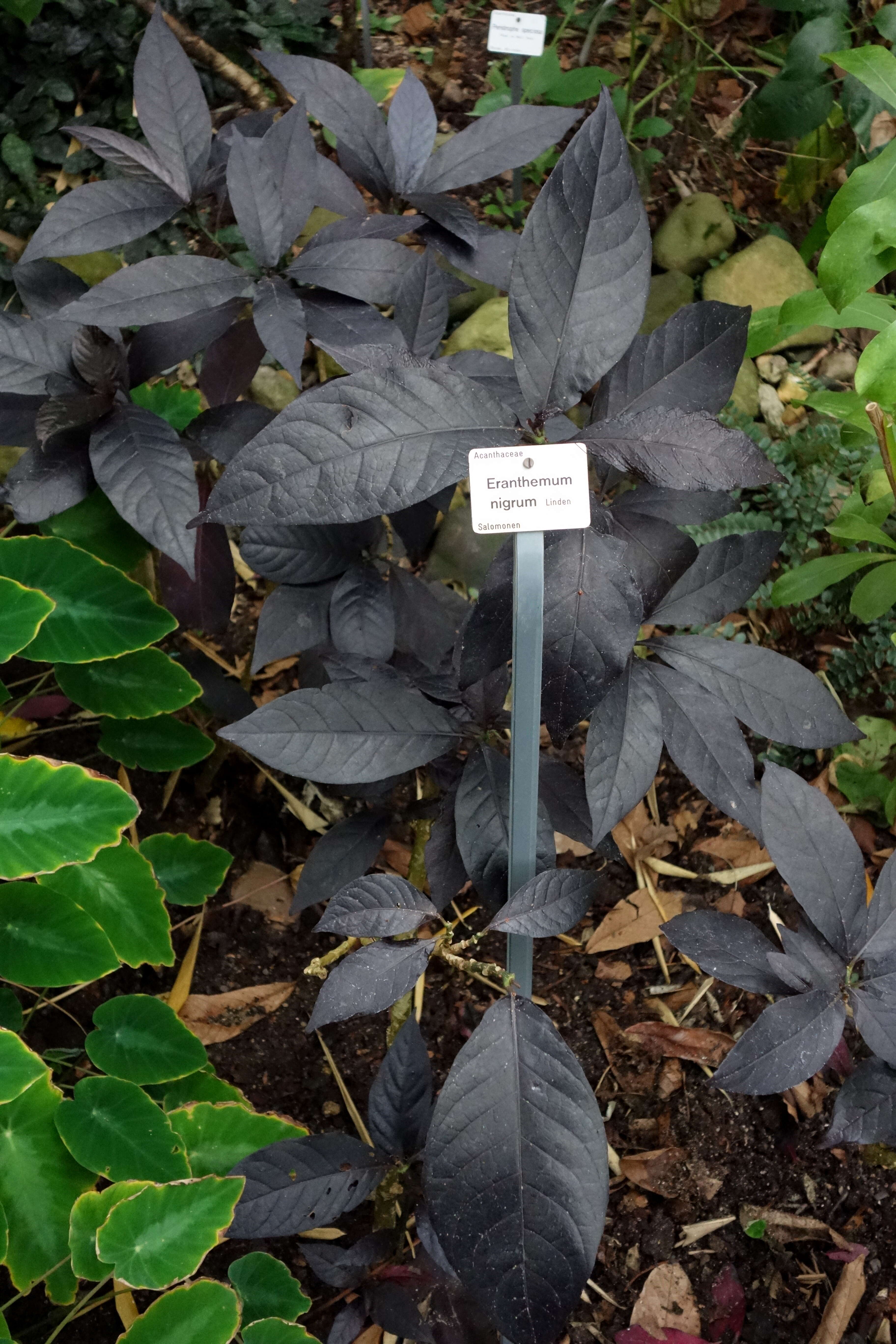 Pseuderanthemum maculatum (Lodd.) I. M. Turner resmi