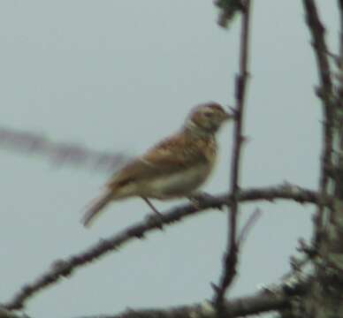 Image of Short-clawed Lark