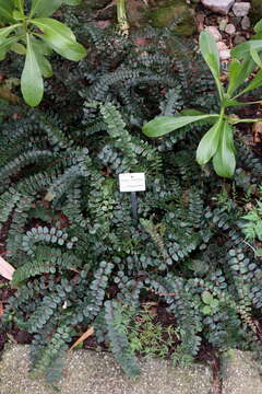 Plancia ëd Pellaea rotundifolia (G. Forst.) Hook.