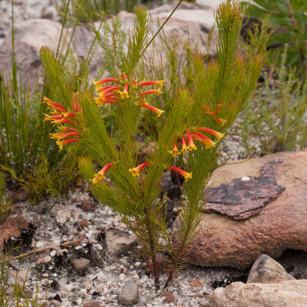 Image of Erica grandiflora subsp. grandiflora