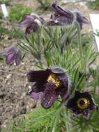 Pulsatilla pratensis (L.) Miller resmi