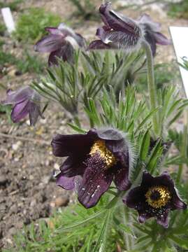 Pulsatilla pratensis (L.) Miller resmi